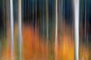 Autumnal woodland impression