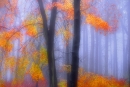 Beech forest shrouded in mist