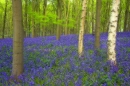 Bluebell woodland