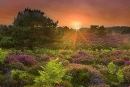 Heath at dusk