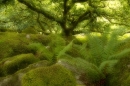 Wistman's wood