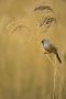 bearded-tit