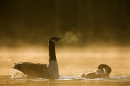 canada-geese-at-dawn
