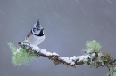 crested-tit-in-snowfall