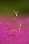 dartford-warbler