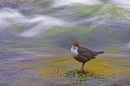 dipper-perched-in-stream