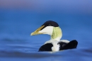 eider