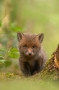 fox-cub