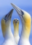 gannet-portrait