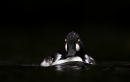 goldeneye-swimming