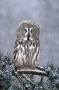 great-grey-owl-in-snowfall
