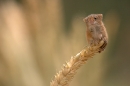 harvest-mouse
