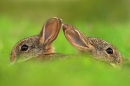 juvenile-rabbits-emerging-from-burrow