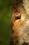 juvenile-woodpecker-peering-from-nest