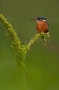 kingfisher-on-moss-covered-branch