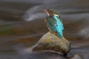 kingfisher-resting-in-stream