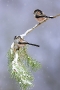 long-tailed-tits-in-snowfall