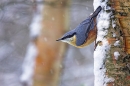nuthatch-in-snowfall
