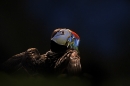 puffin-with-sand-eels