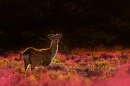 sika-deer-backlit