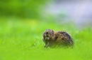 Water vole, Arvicola terrestris, feeding on grass shoots, Peak District, UK