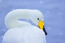 whooper-swan-in-snowfall