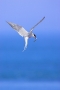 arctic-tern-in-flight-with-fish