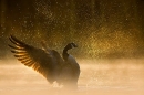 canada-goose-washing-at-dawn-f