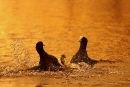 coots-fighting-at-dusk