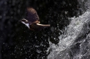 dipper-in-flight