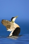 eider-stretching-wings