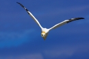 gannet-in-flight