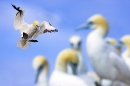gannet-in-flight_0