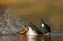 goldeneye-displaying-800