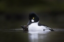 goldeneyes-mating