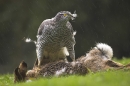 goshawk-plucking-hare