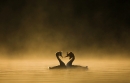 great-crested-grebes-courting-at-dawn