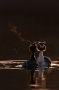 Great crested grebe, Podiceps cristatus, pair performing courtship ritual at dawn
