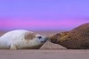 grey-seal-with-pup-at-dawn