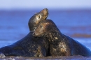 grey-seals
