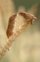 harvest-mice
