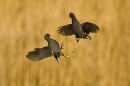 moorhens-fighting