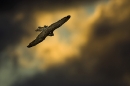 peregrine-in-flight-at-dusk
