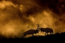 red-deer-stags-fighting-at-dusk