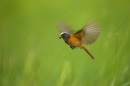 redstart-in-flight