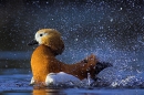 ruddy-shelduck-washing-f