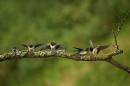 swallow-feeding-its-young