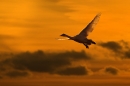 whooper-swan-in-flight-at-dusk