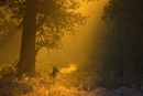 Fallow deer buck at dawn