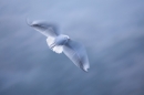 black-headed-gull-in-flight